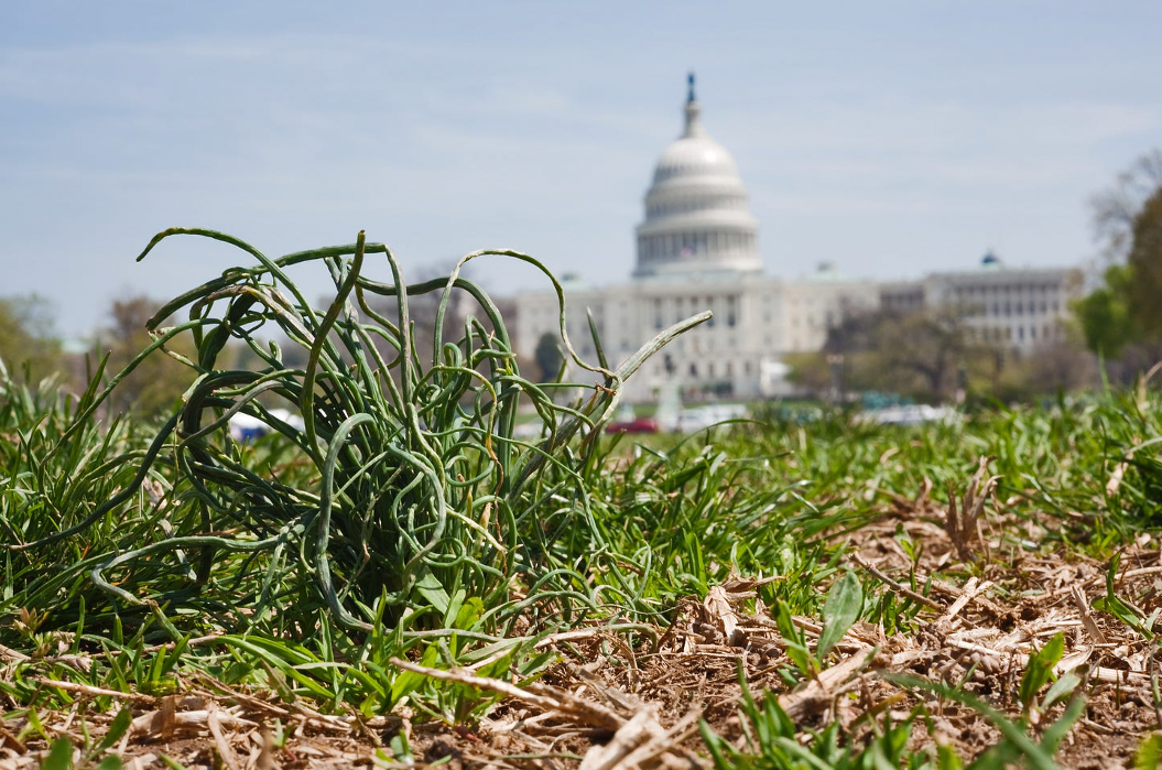 Dying vegetation and Capitol